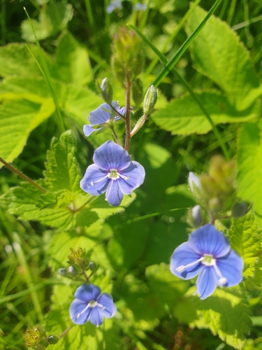 Germander Speedwell