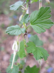 Ribes missouriense