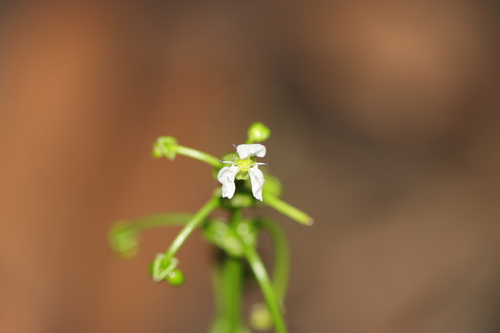 Albidella oligococca observed 2026-06-06