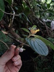 Columnea ambigua, photograph (c) Kurt Miller, some rights reserved (CC BY-SA)
