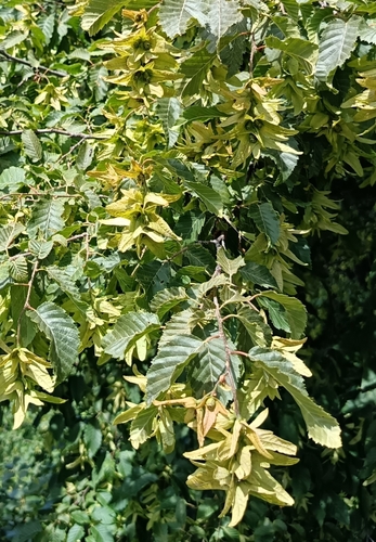 European Hornbeam
