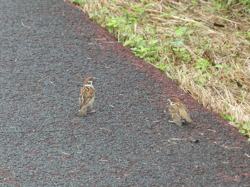 Passer montanus saturatus
