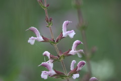 Salvia eigii