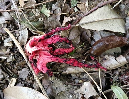 devil's-fingers