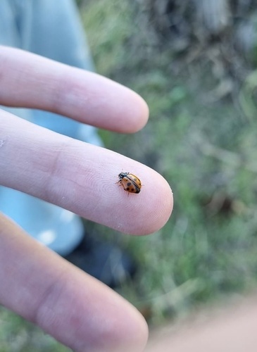 Variegated Lady Beetle