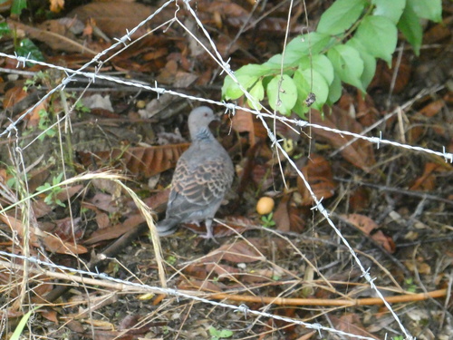 Eastern Oriental Turtle Dove