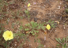 Oenothera grandis