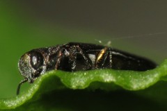 Agrilinae