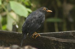 Turdus serranus