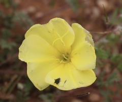 Oenothera grandis