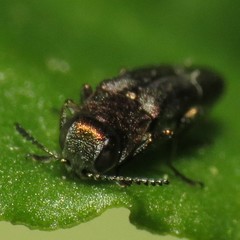 Agrilinae