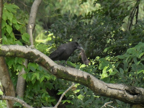 Japanese Crow