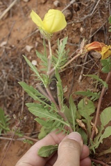 Oenothera grandis