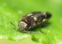 Agrilinae