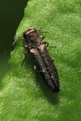 Agrilinae