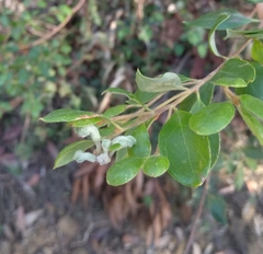 Grevillea mucronulata