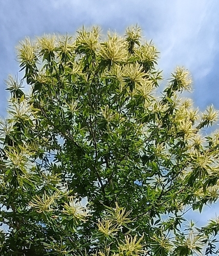 Sweet Chestnut