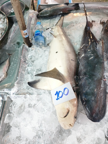 Bull Shark