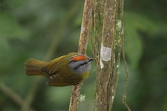 Myiothlypis coronata