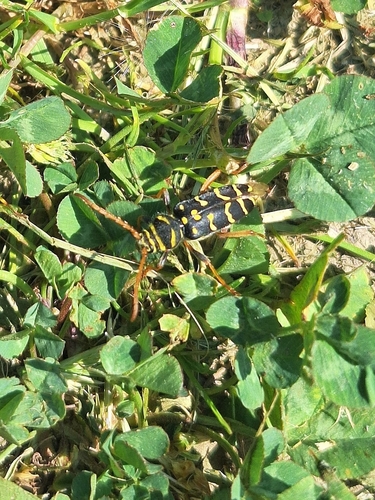 Plagionotus arcuatus