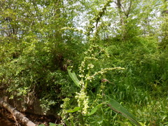 Rumex altissimus