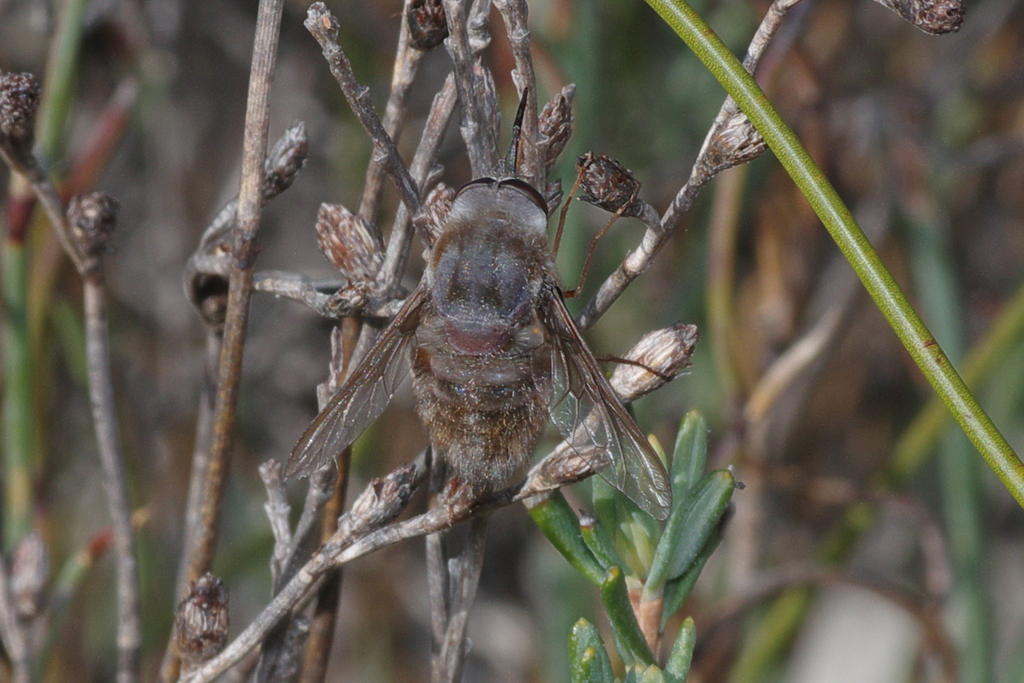 Sisyromyia elongata