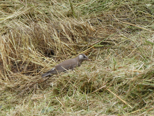 White-cheeked Starling