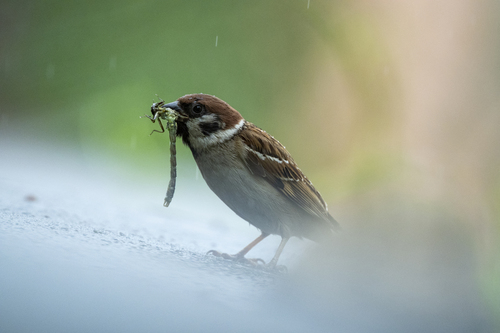 Eurasian Tree Sparrow