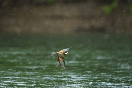 European Bee-eater