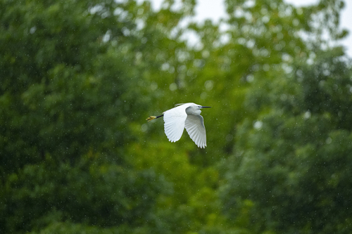 Little Egret