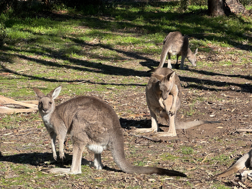 Eastern Grey Kangaroo