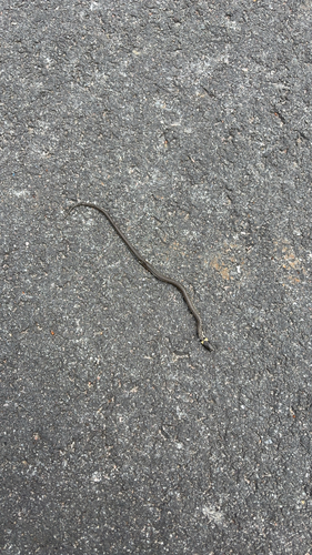 grass snake