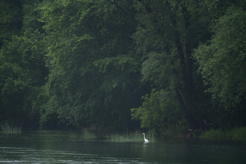 Great Egret