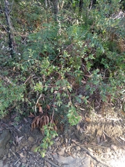 Grevillea mucronulata