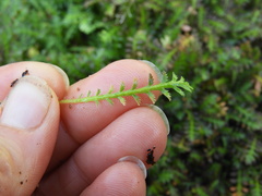 Leptinella filiformis