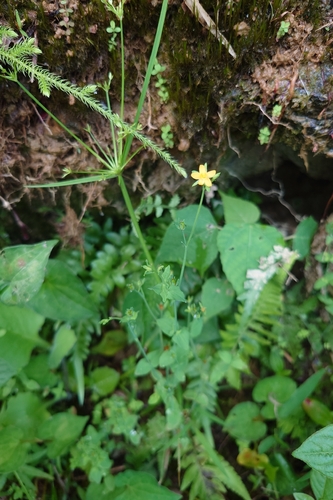 Hypericum japonicum, photograph 6