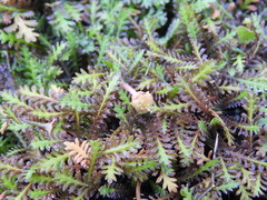 Leptinella filiformis