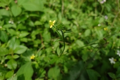 Ranunculus cantoniensis