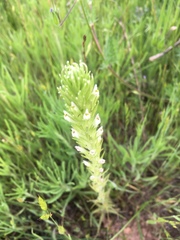 Castilleja attenuata