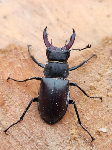 European Stag Beetle