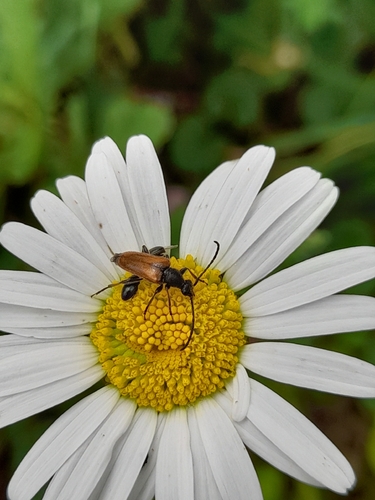 Fairy-ring Longhorn Beetle
