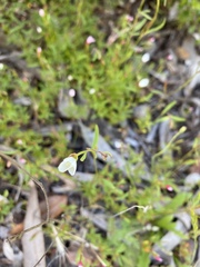 Clarkia epilobioides