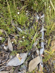 Clarkia epilobioides