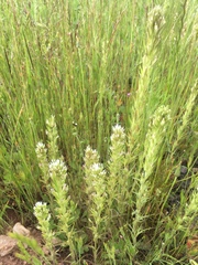 Castilleja attenuata