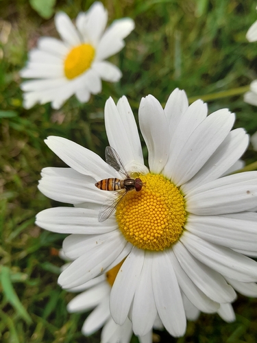 Marmalade Hover Fly