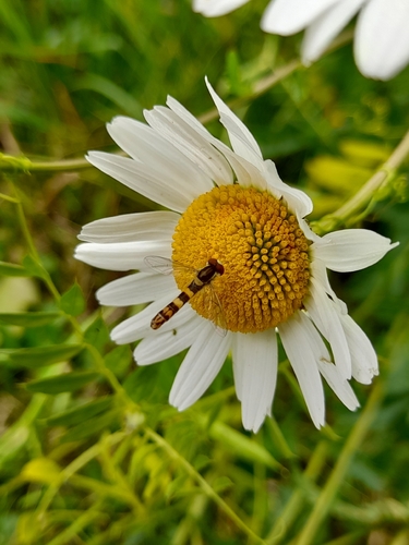 Common Globetail