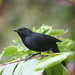 Melodious and Scrub Blackbirds - Photo (c) Andy Jones, some rights reserved (CC BY-NC-SA)