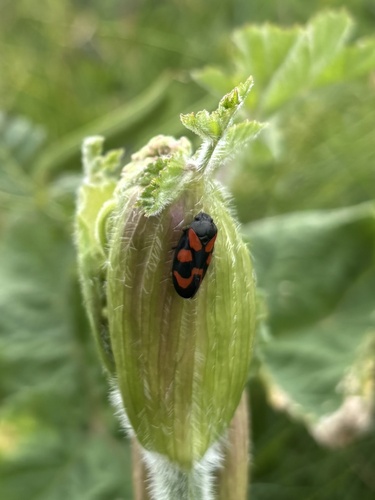Common Froghopper