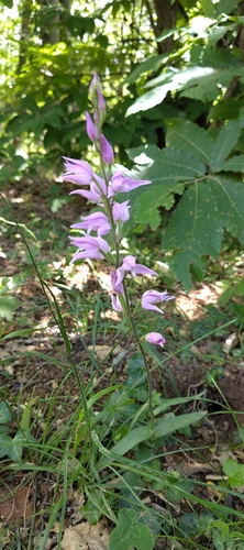 Red Helleborine