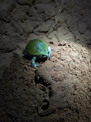 Dermatonotus muelleri